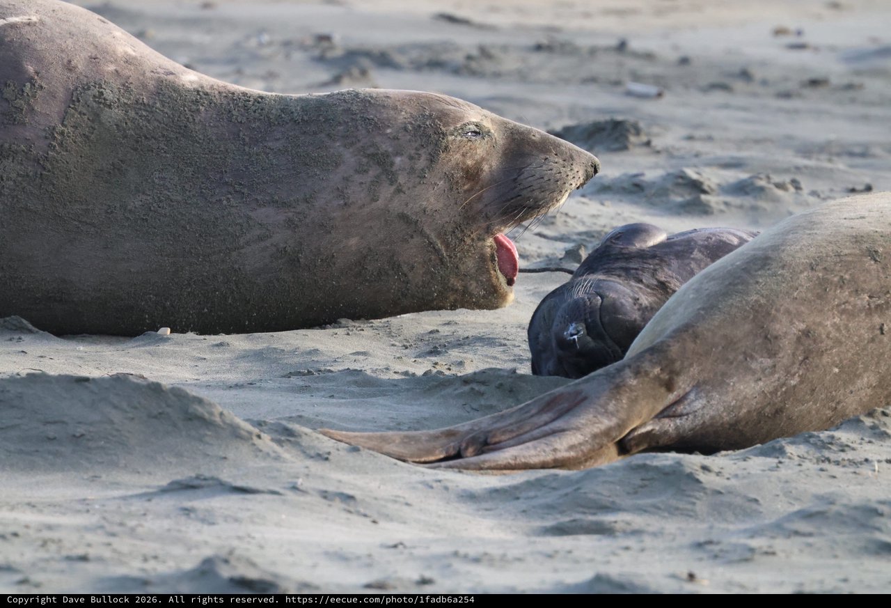 Northern Elephant Seals Resting on Sandy Beach