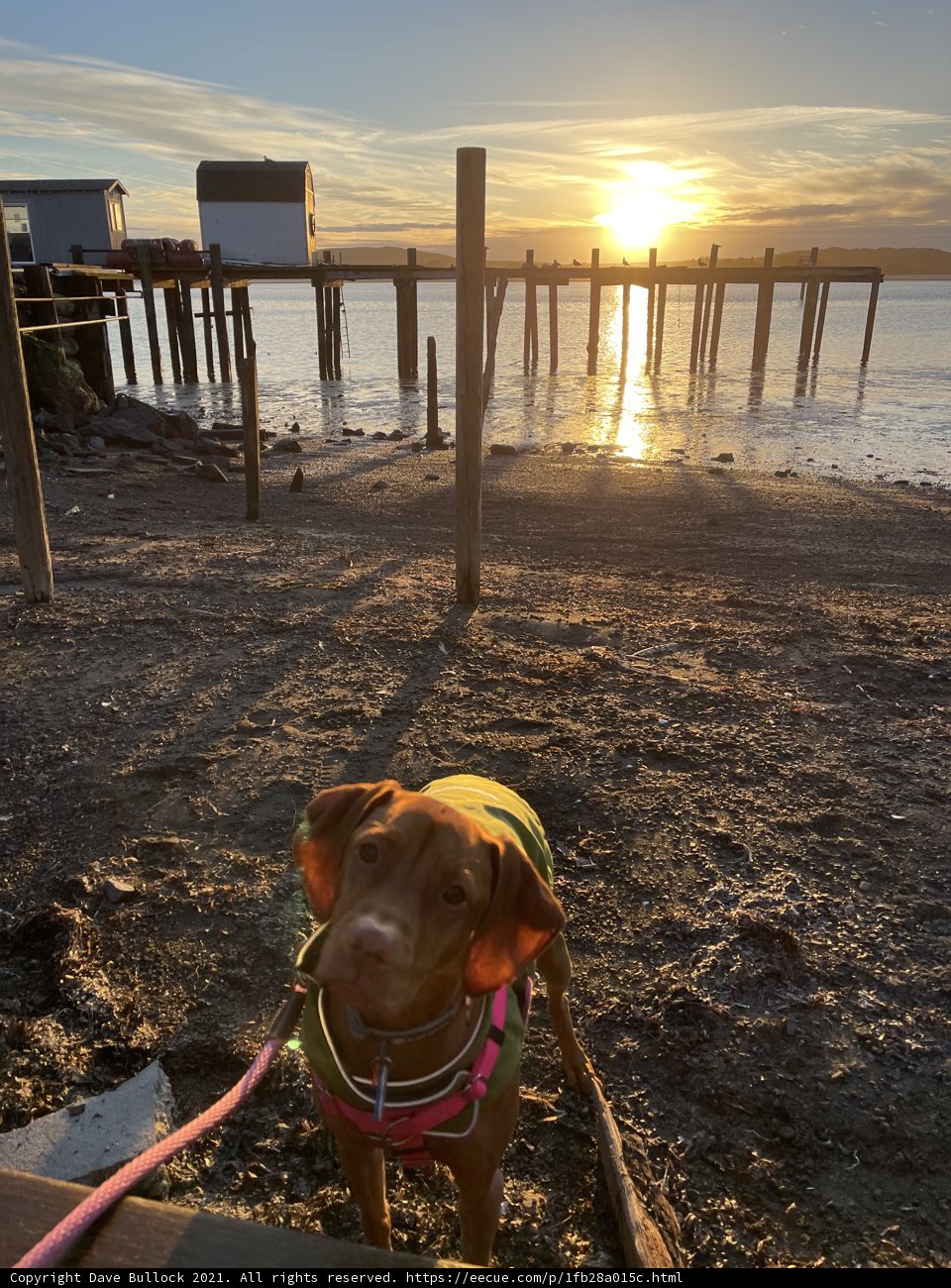 Sunset Stroll with Furry Friend