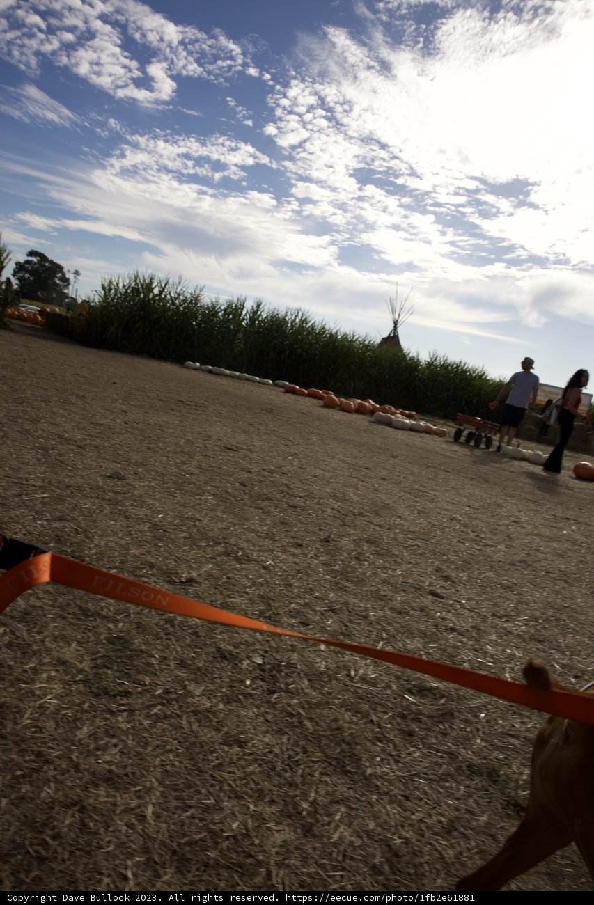 A Stroll Through the Pumpkin Patch