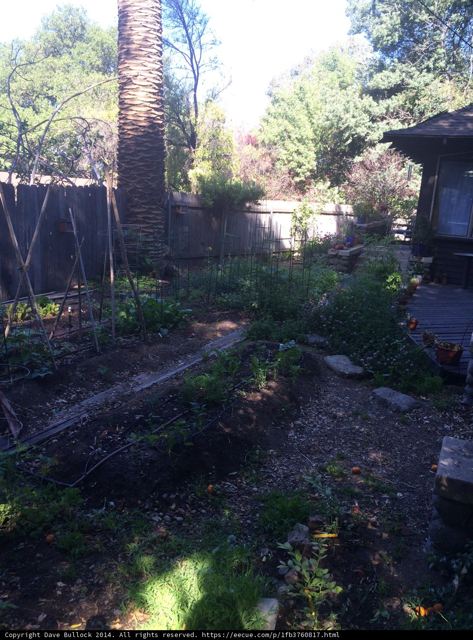 Tranquil Backyard Garden Oasis