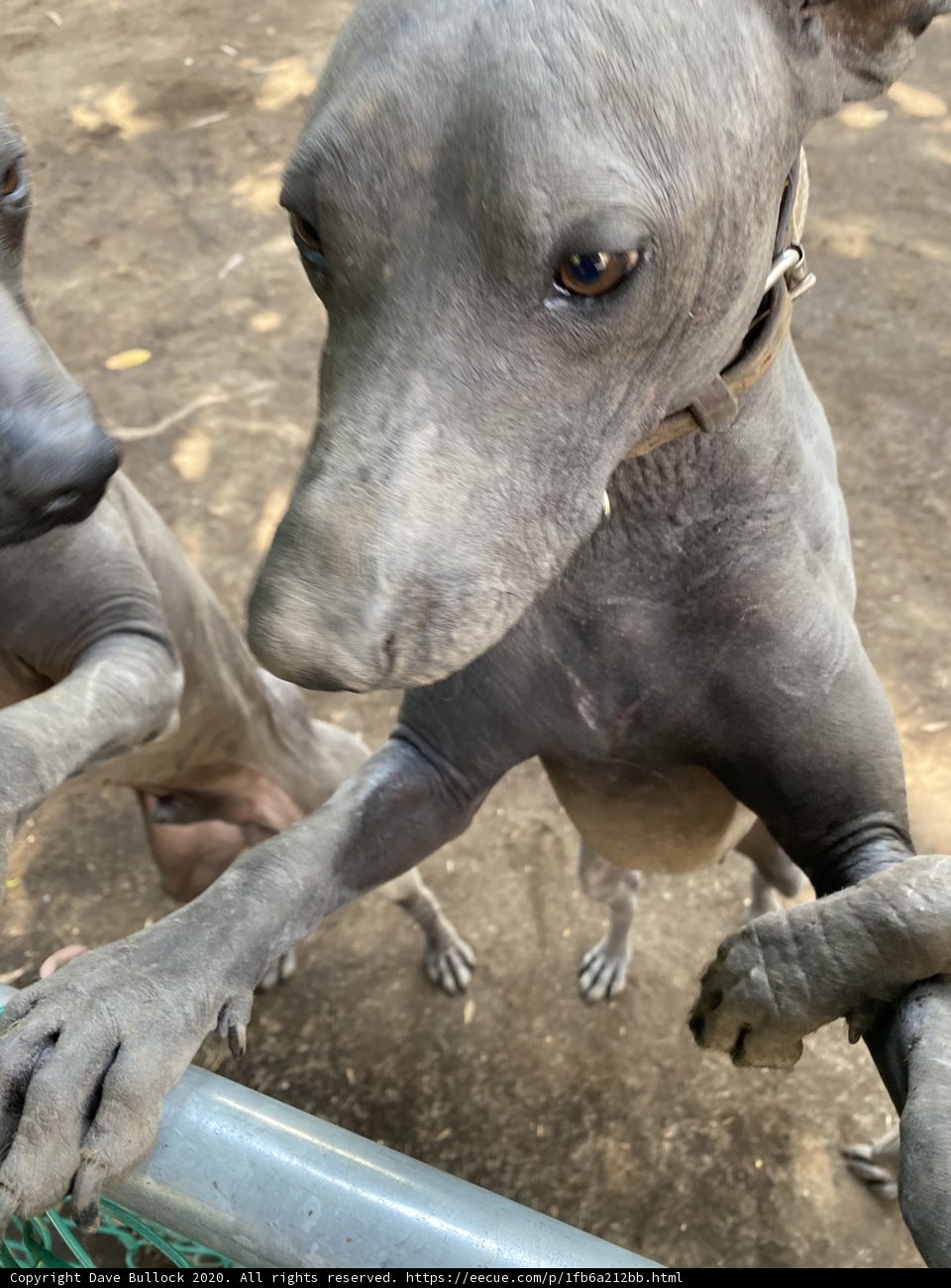 Big Head, Small Body