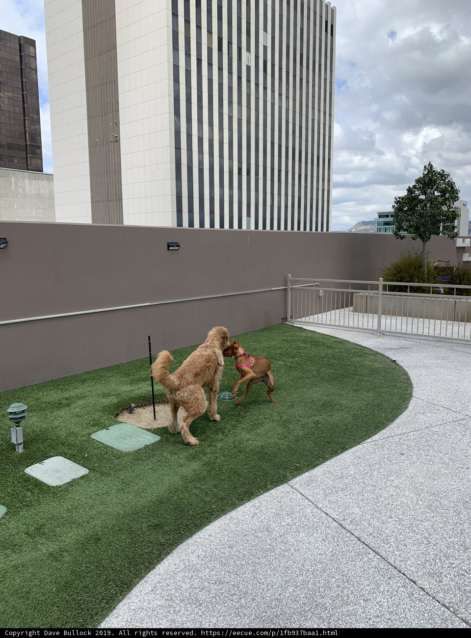 Two Canines Frolicking in Front of an Architectural Marvel
