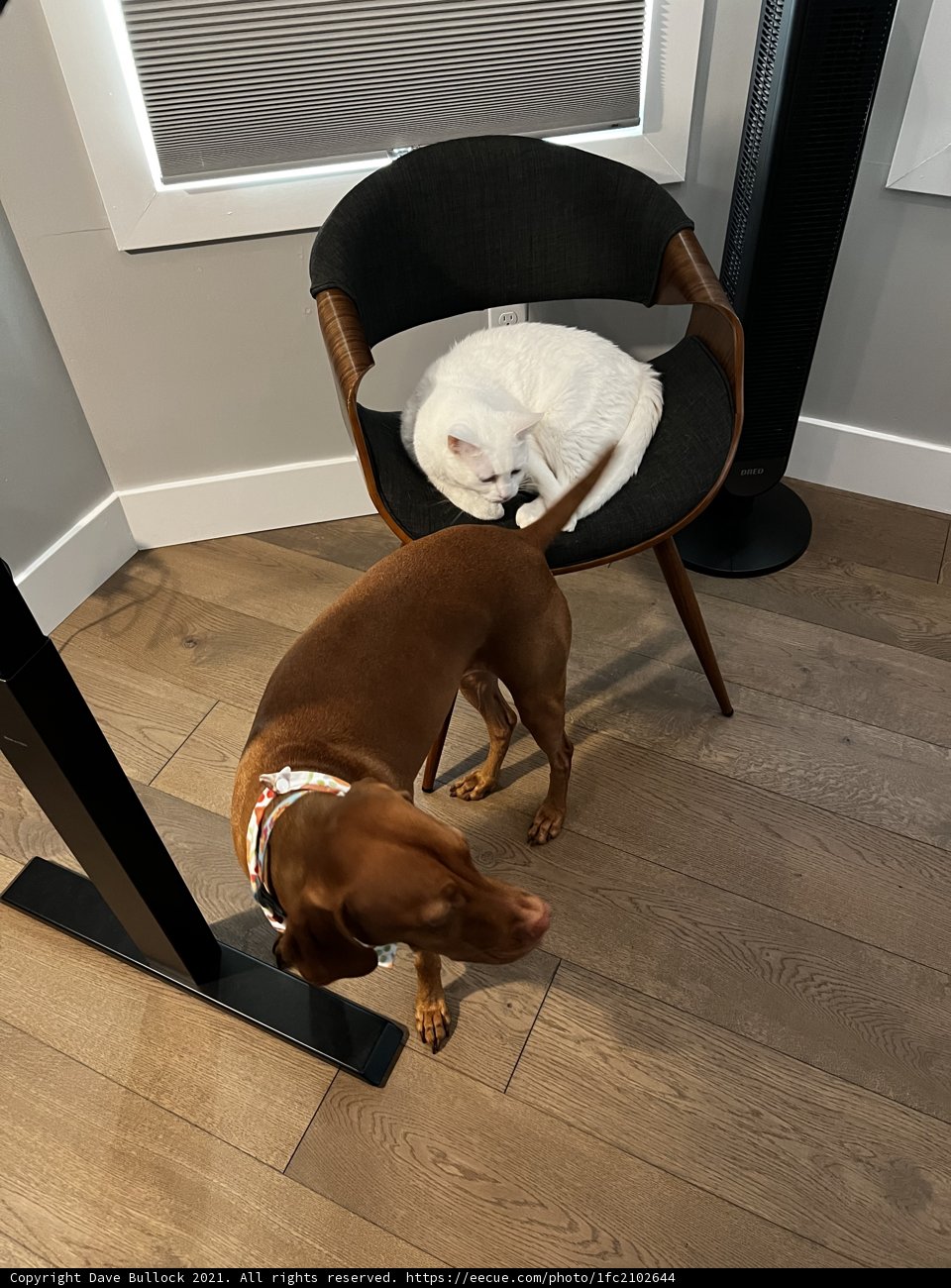 The Odd Couple