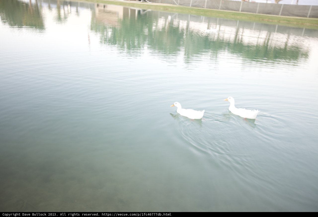Two Ducks Taking a Swim