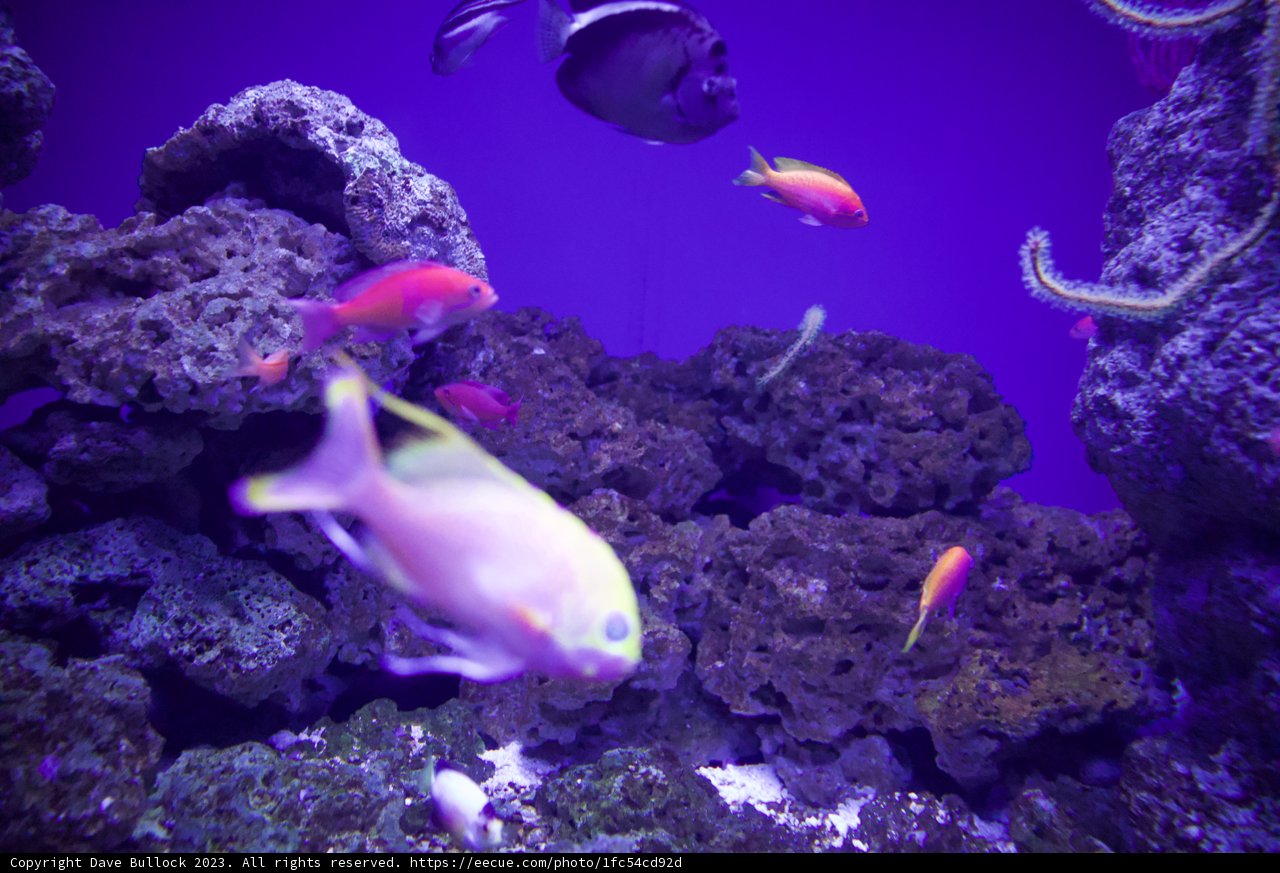 Underwater Rainbow: A Symphony of Sea Life