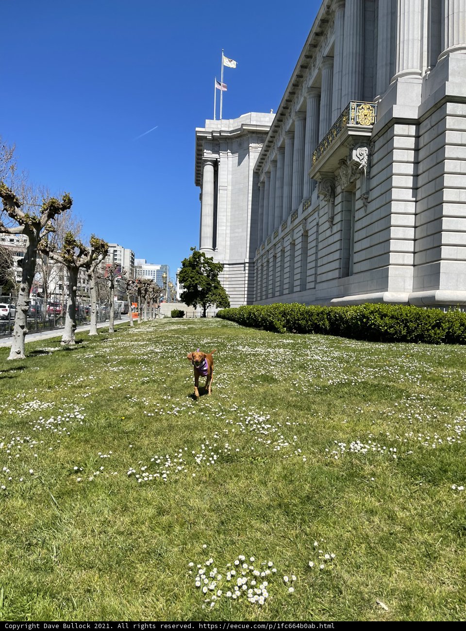 A Dog's Stroll