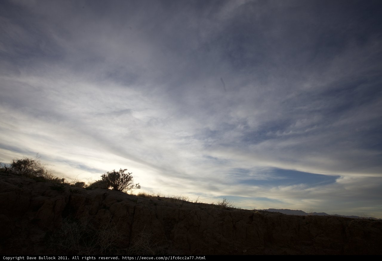 Lone Tree in the Anza Borrego Desert