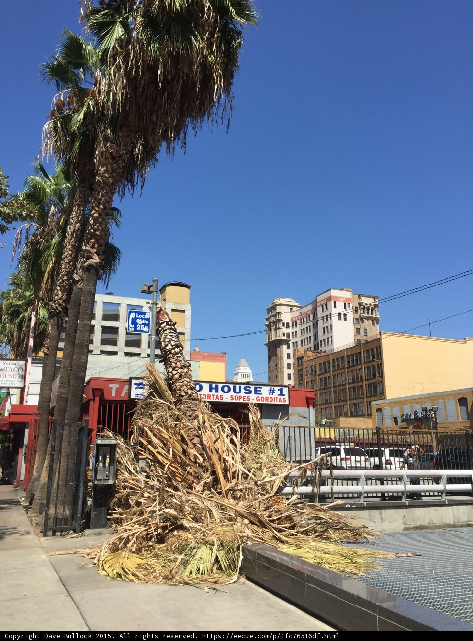 Urban Palm Maintenance