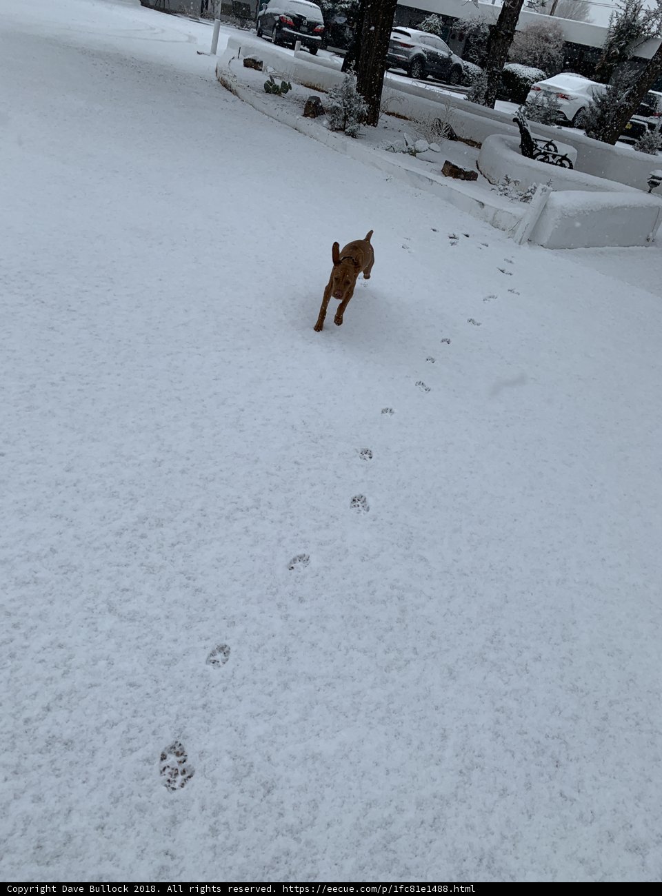 Snowy Escape