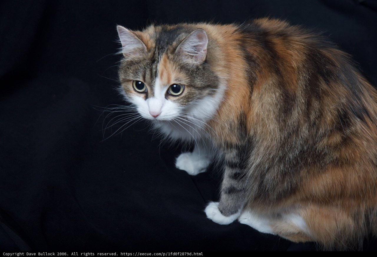 Calico Cutie on a Dark Canvas