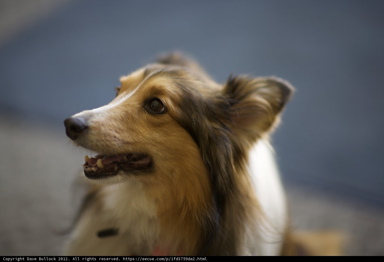 Long-haired Collie