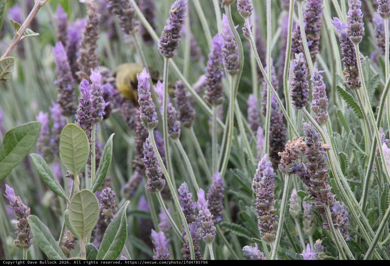 Bumblebee Foraging Among Purple Lavender Blooms