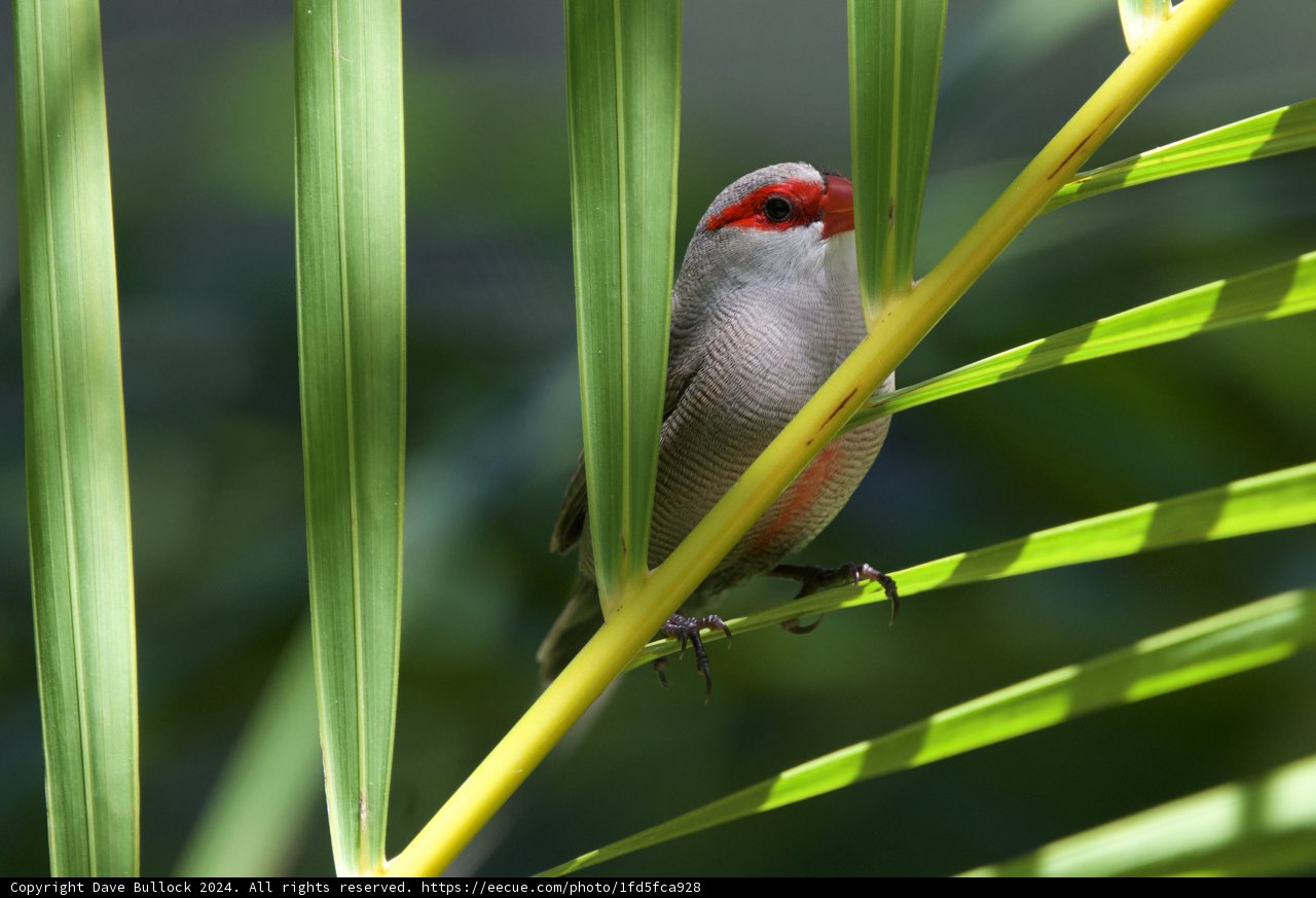 Serenity in the Foliage: A Cardinal Finch at Honolulu Zoo