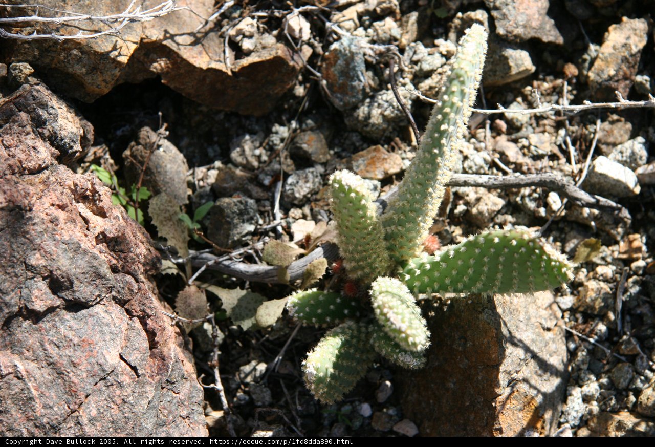 Desert Survivor
