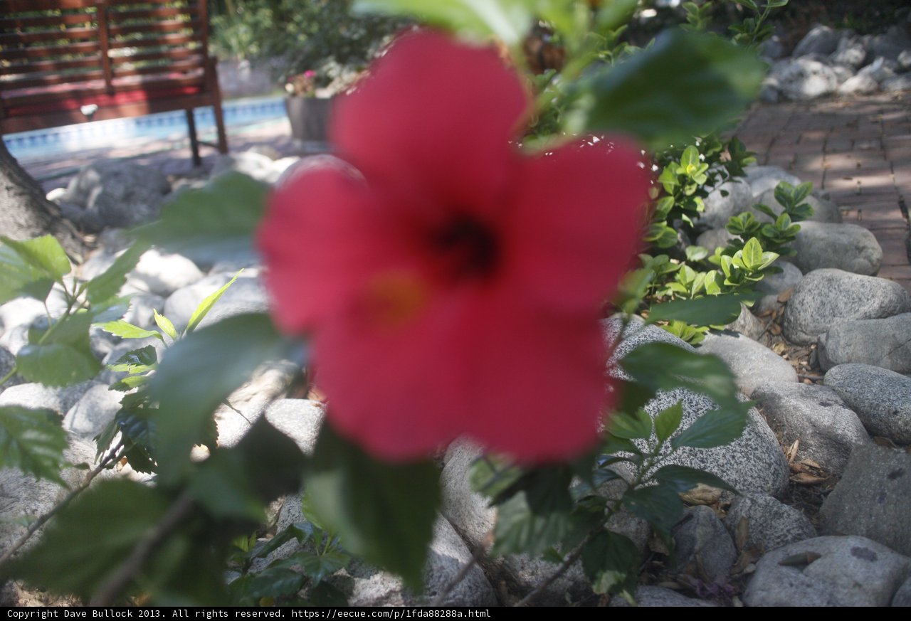 Vibrant Geranium Flower in Altadena
