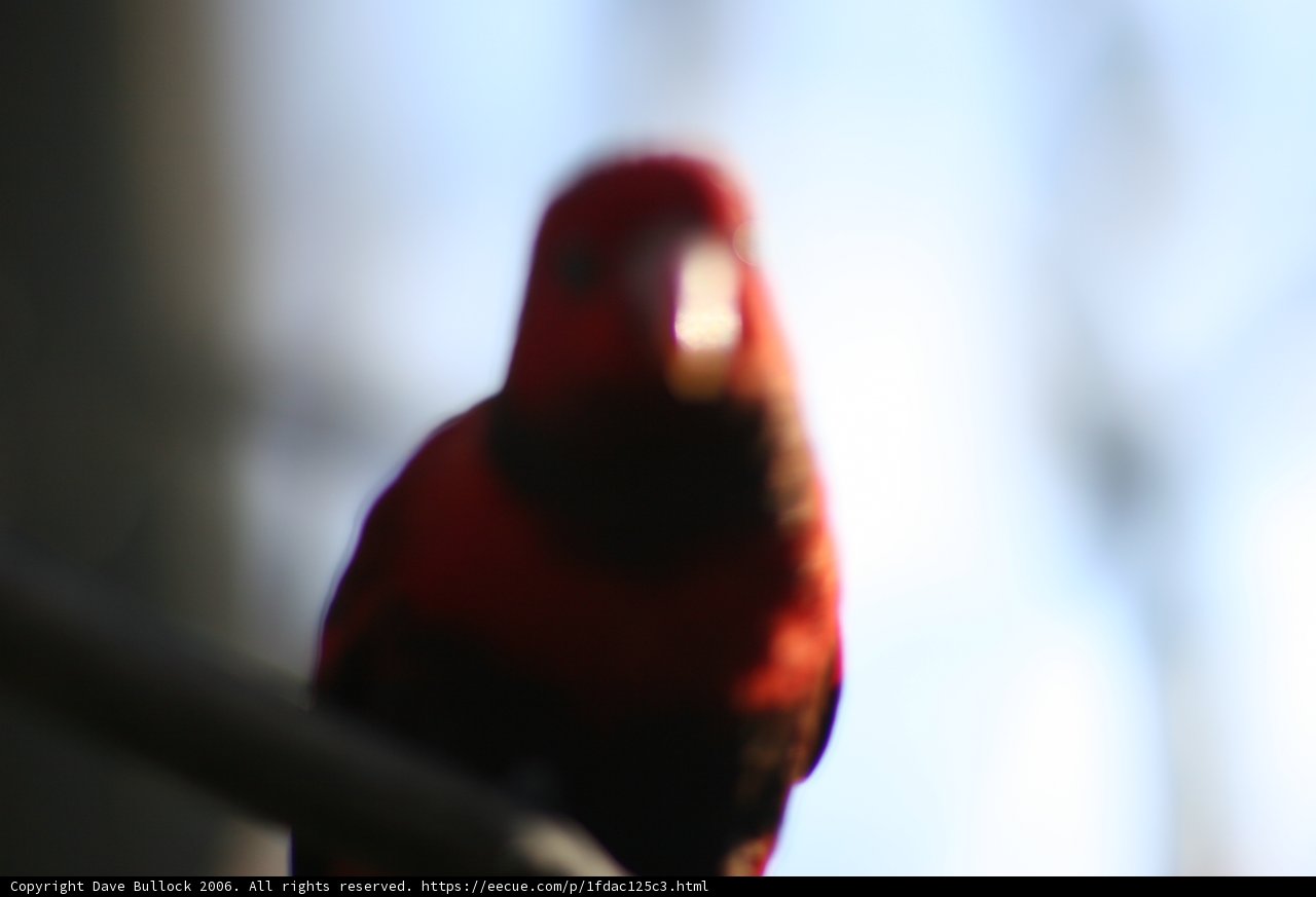 Red Avian Visitor