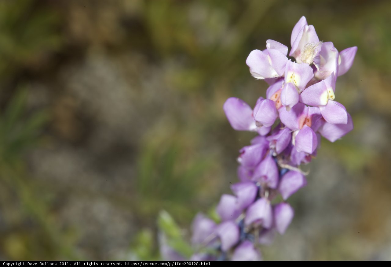 Purple Blossom