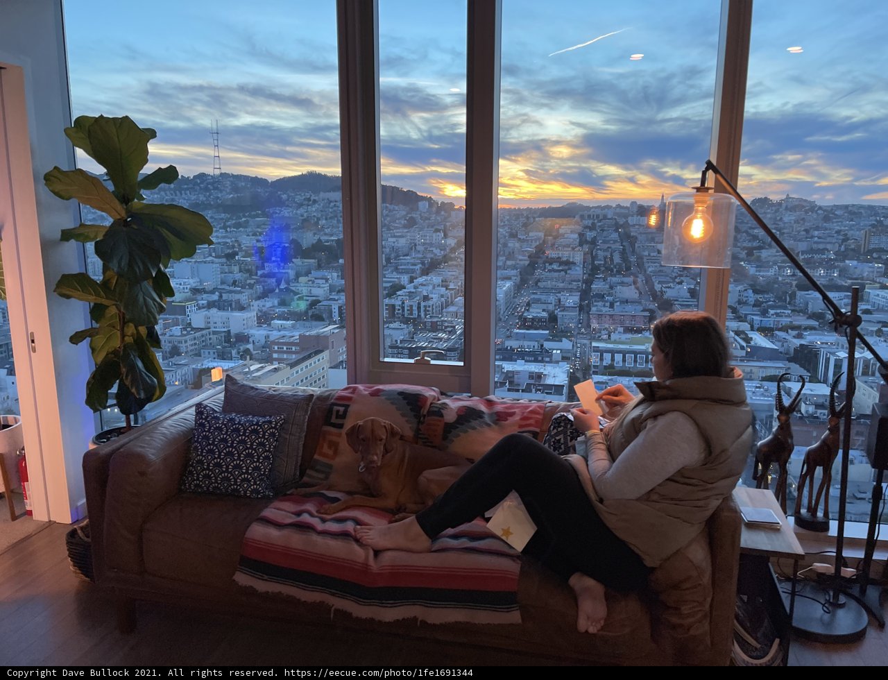 Cozy Afternoon with a Canine Companion