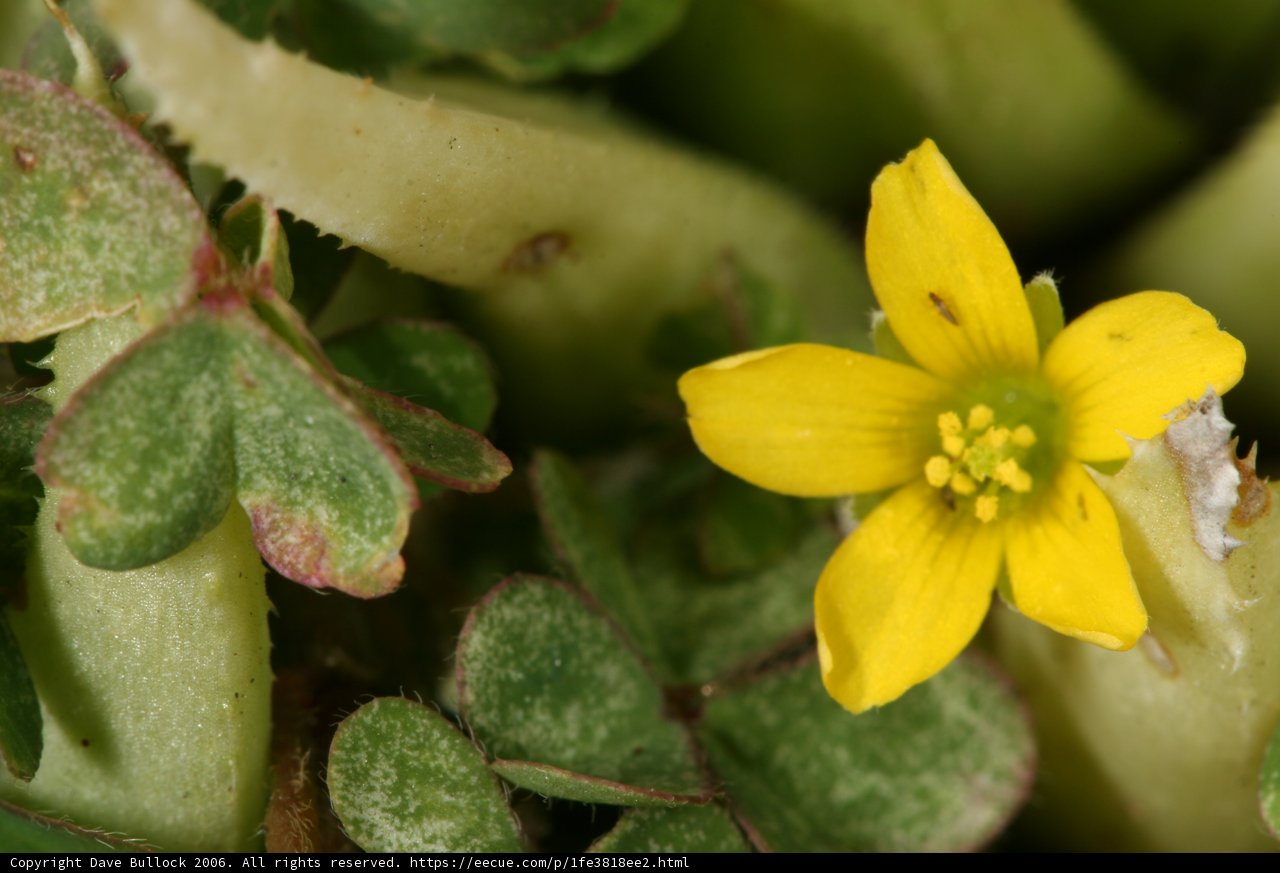 Tiny Bloom in the Foliage