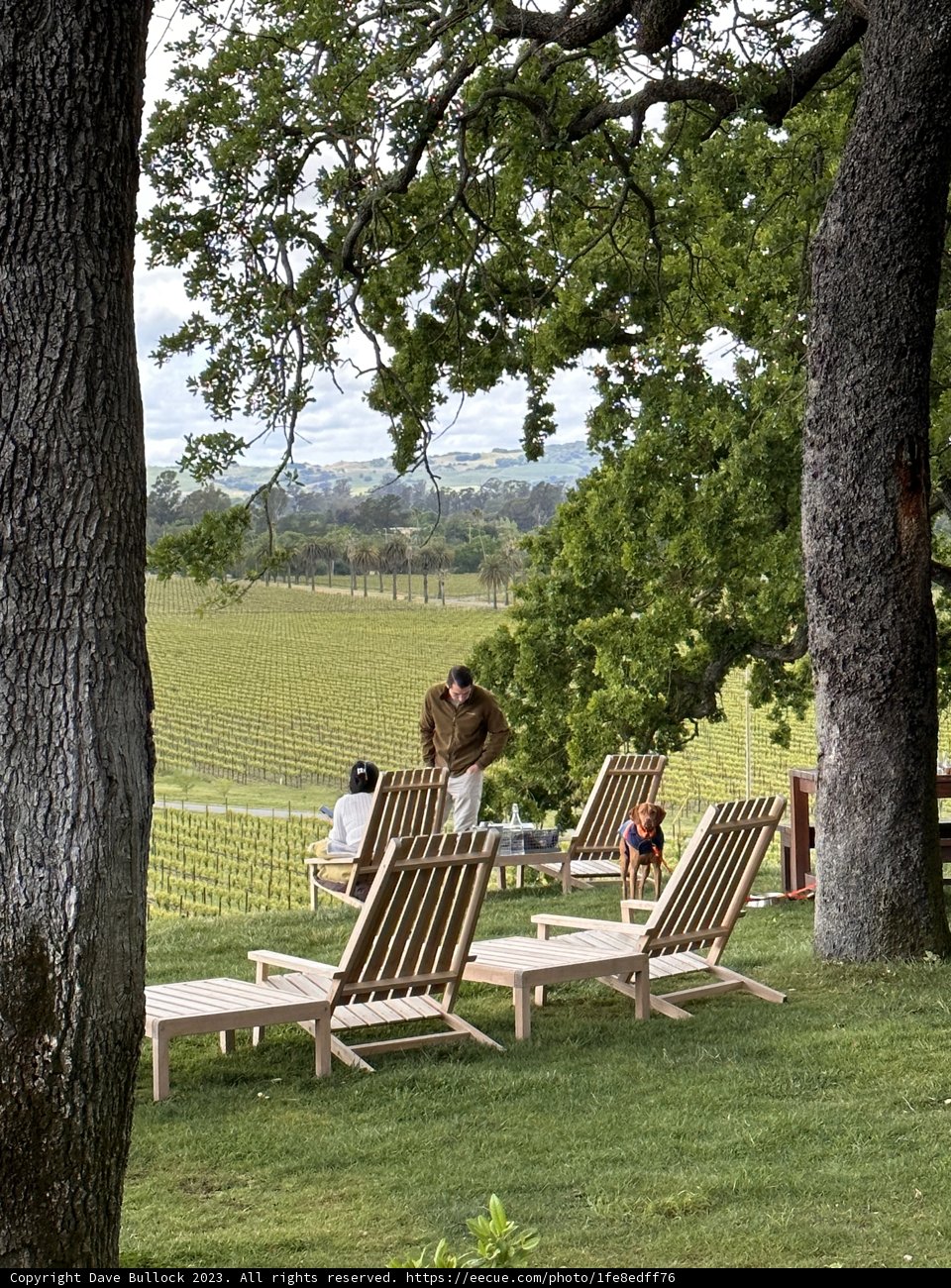 Tranquil Afternoon at Scribe, Sonoma