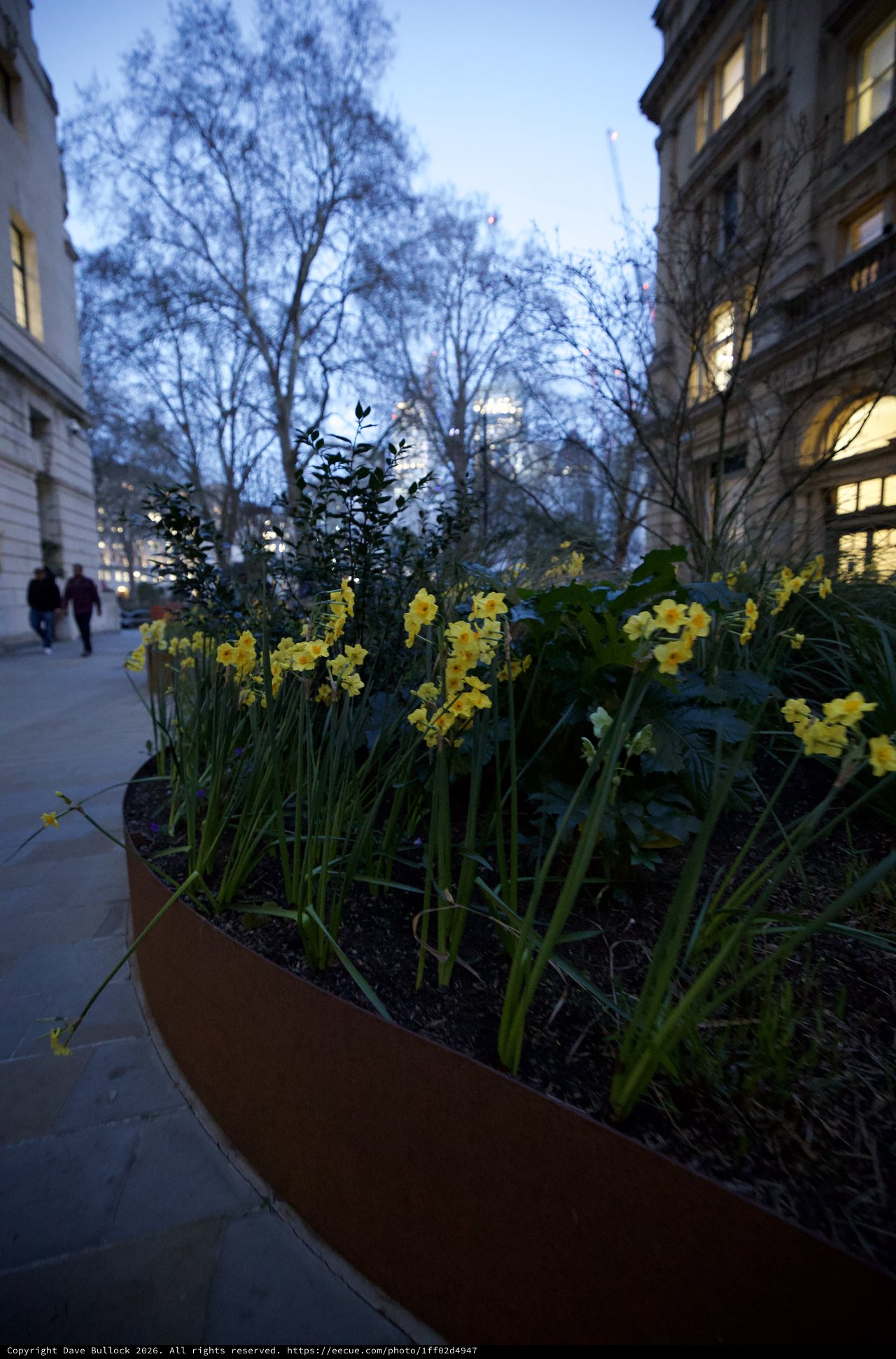 Yellow Daffodils Bloom at Dusk in London