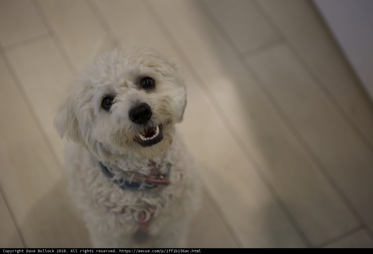 The Elegant White Dog