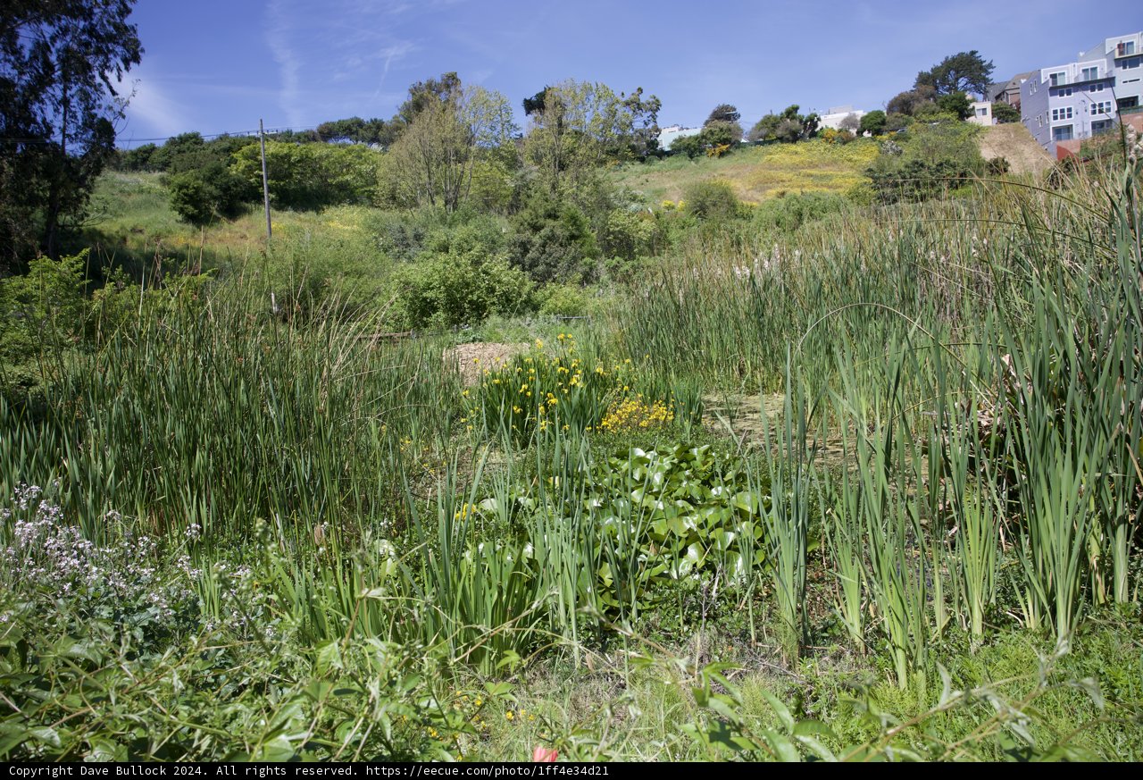 Verdant Tranquility at Alemany Farm