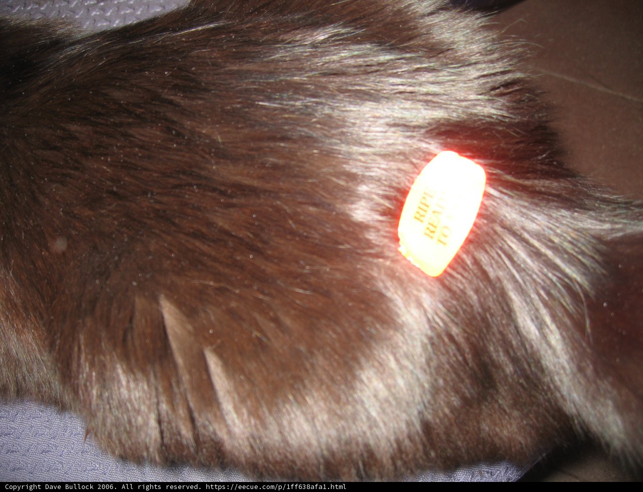 Tagged Feline
