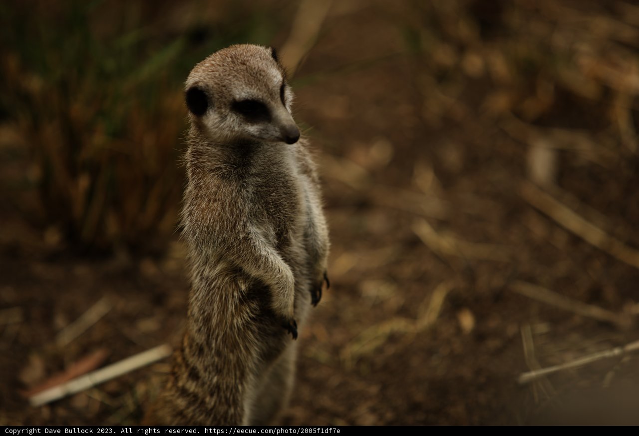 Alert Meerkat at Oakland Zoo