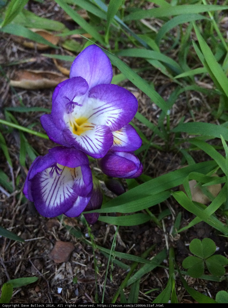 Purple Petals Among the Grass