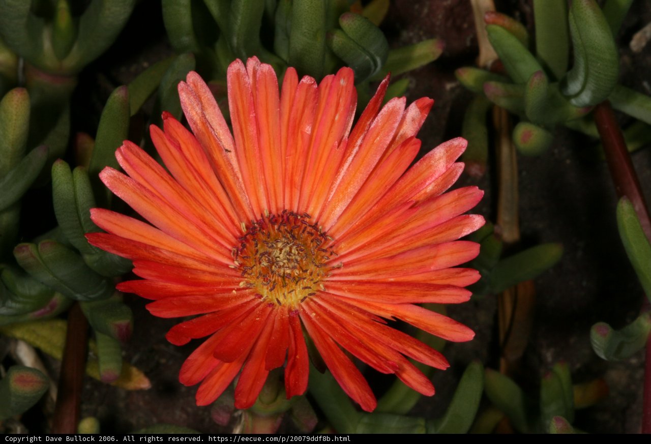 Lone Orange Daisy Among the Foliage