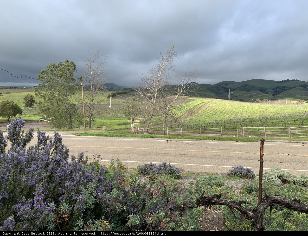 Purple Fields in San Luis Obispo