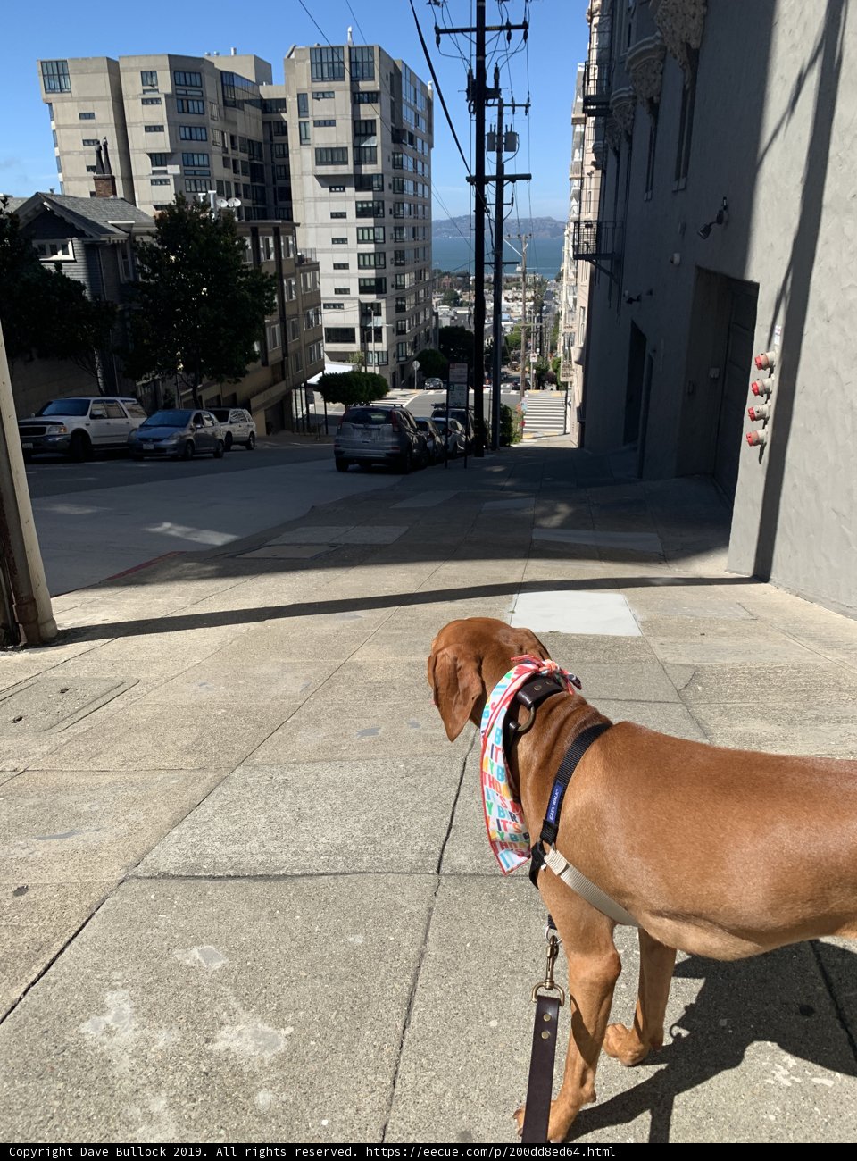 Canine Companion in the City