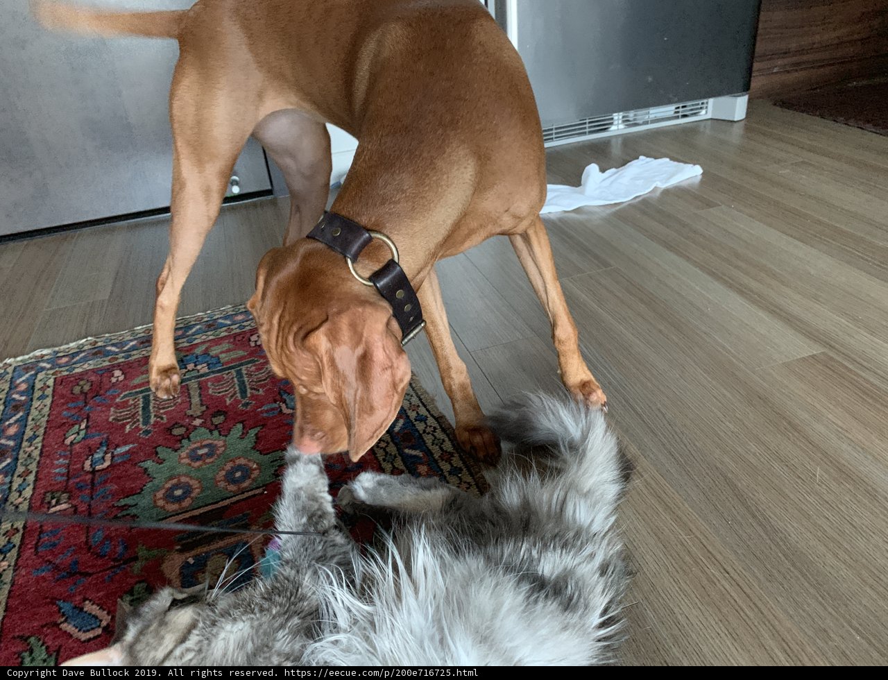 Furry Friends Unleashed!