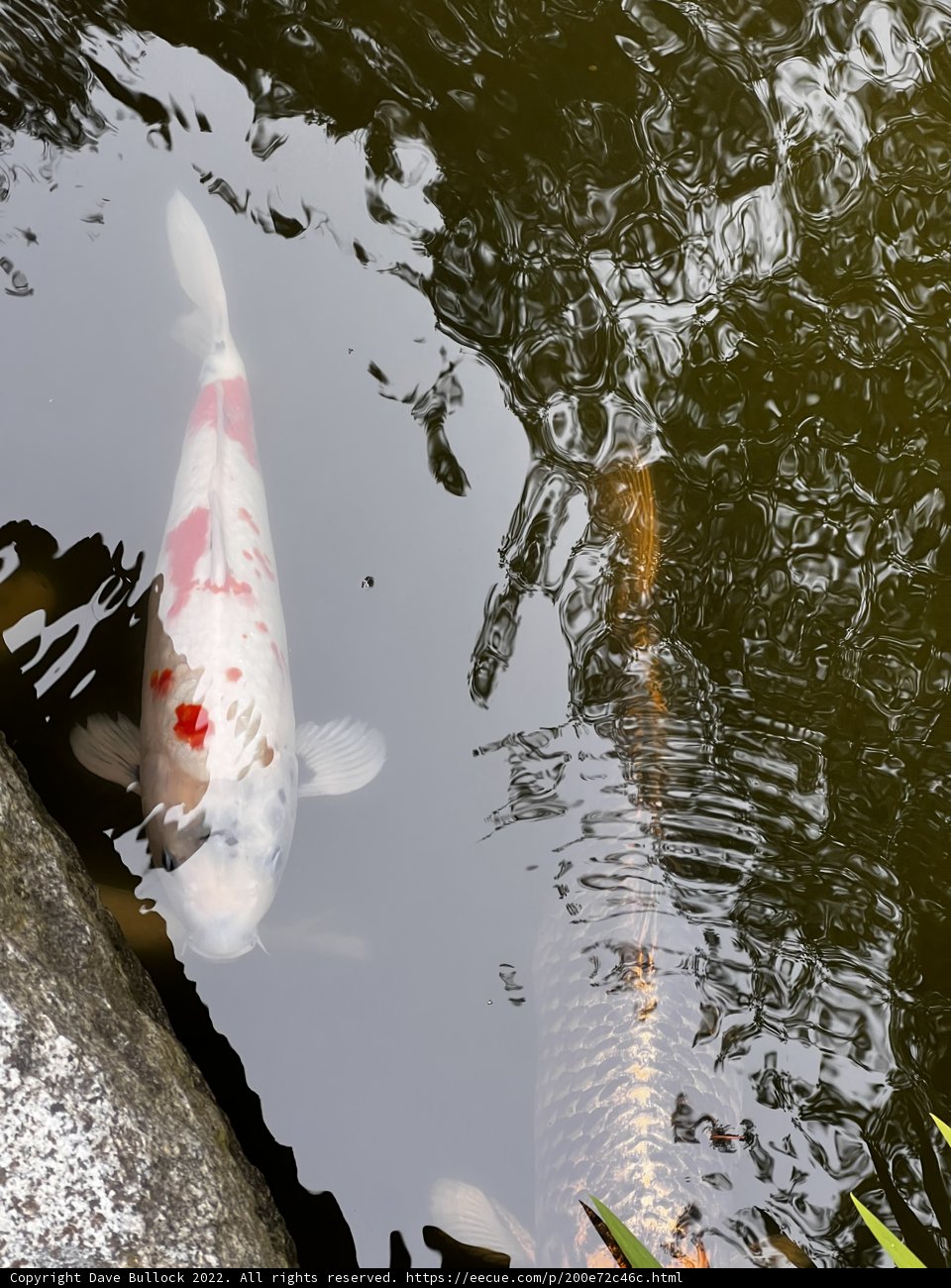 Peaceful Koi