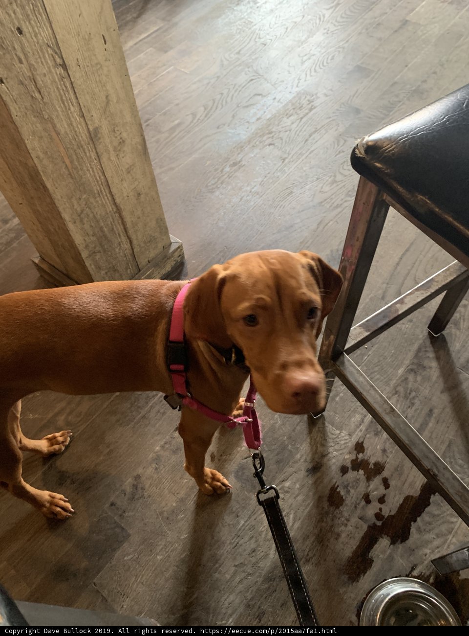 Man's Best Friend Next to Plywood Chair
