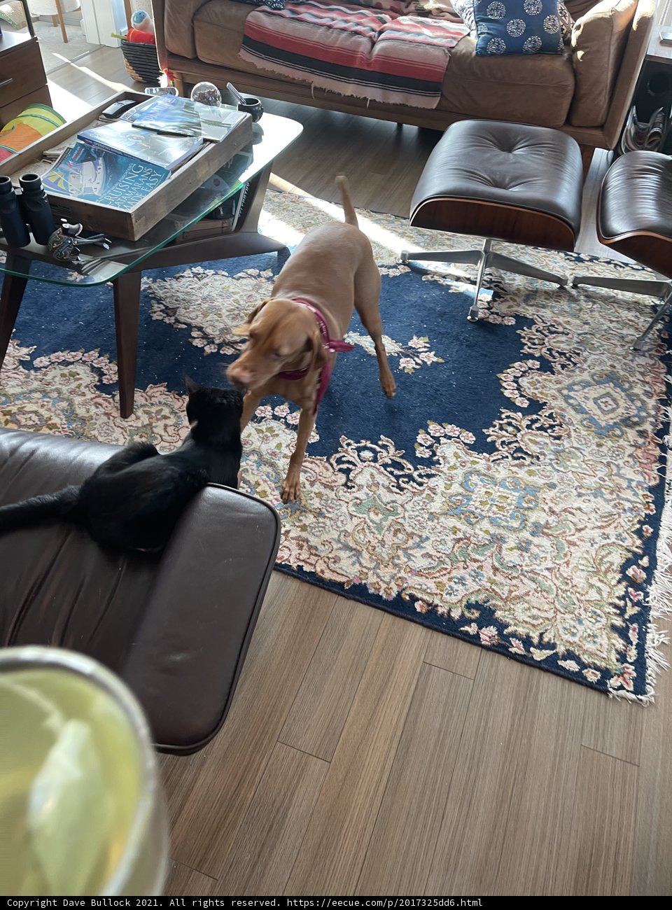 Playtime Pals