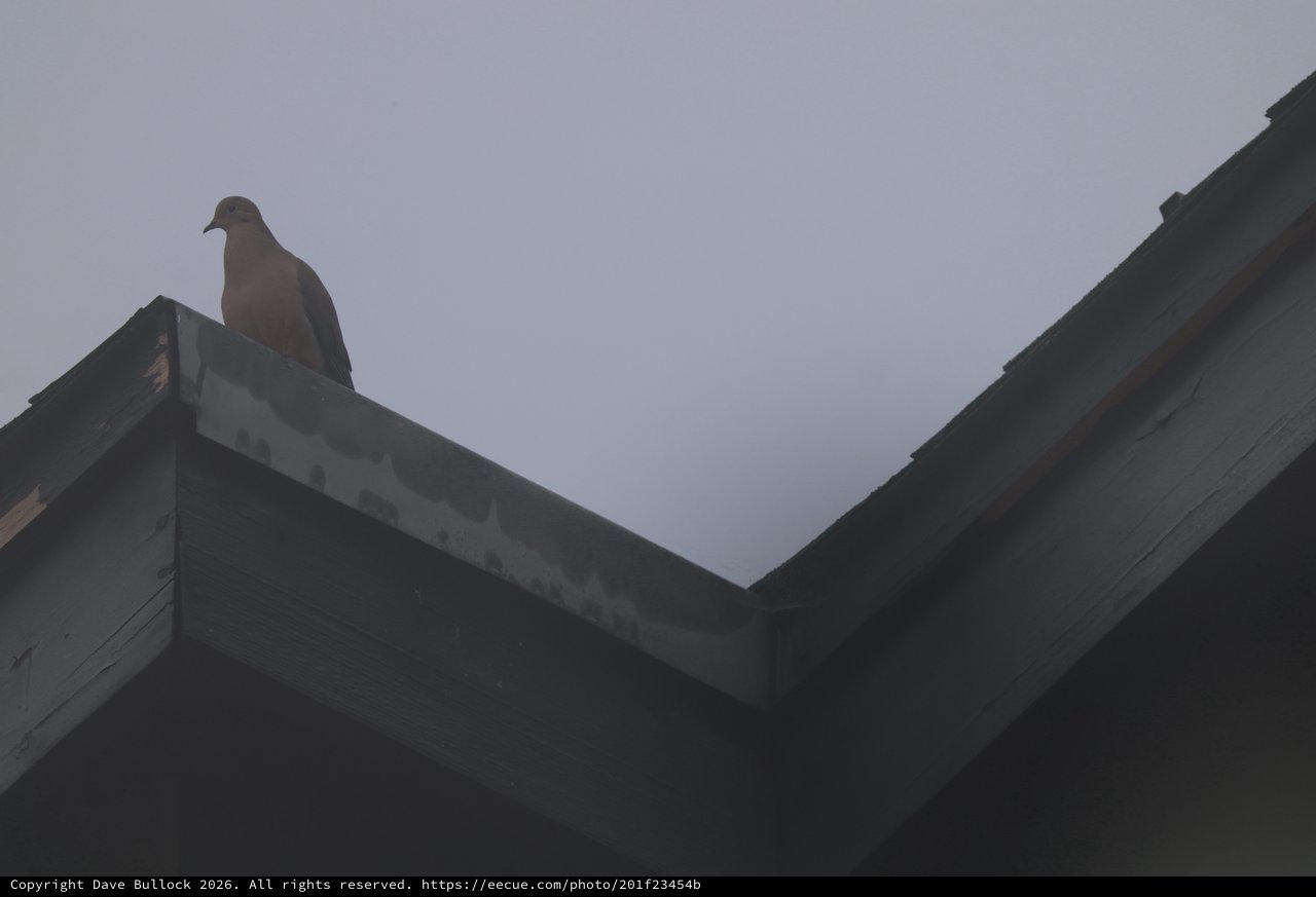 Mourning Dove Perched on Rooftop at Dusk