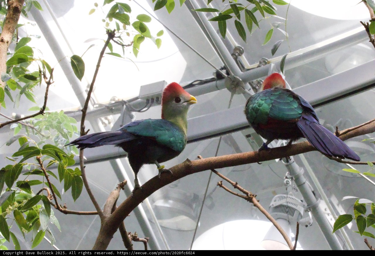 Vibrant Pair in the Canopy
