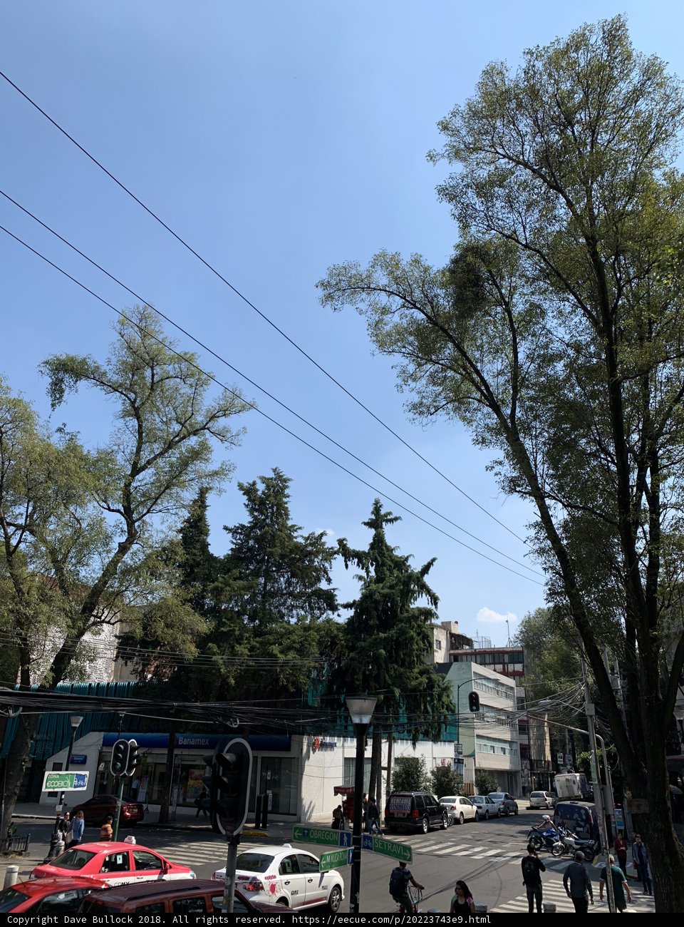 Majestic Tree with Oversized Leaves