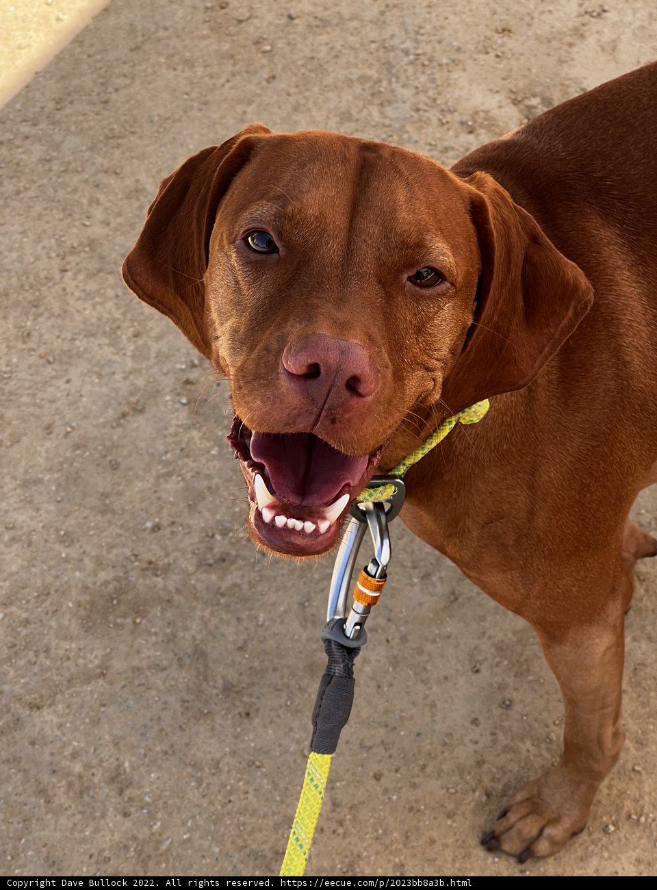 Man's Best Friend Takes a Stroll in Napa