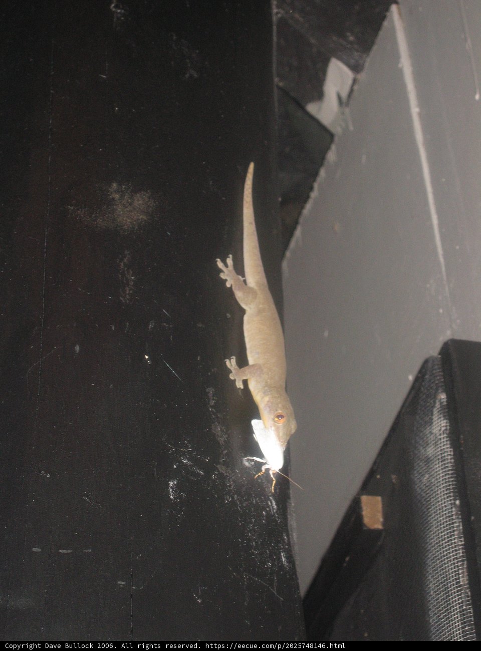 Gecko on the Wall