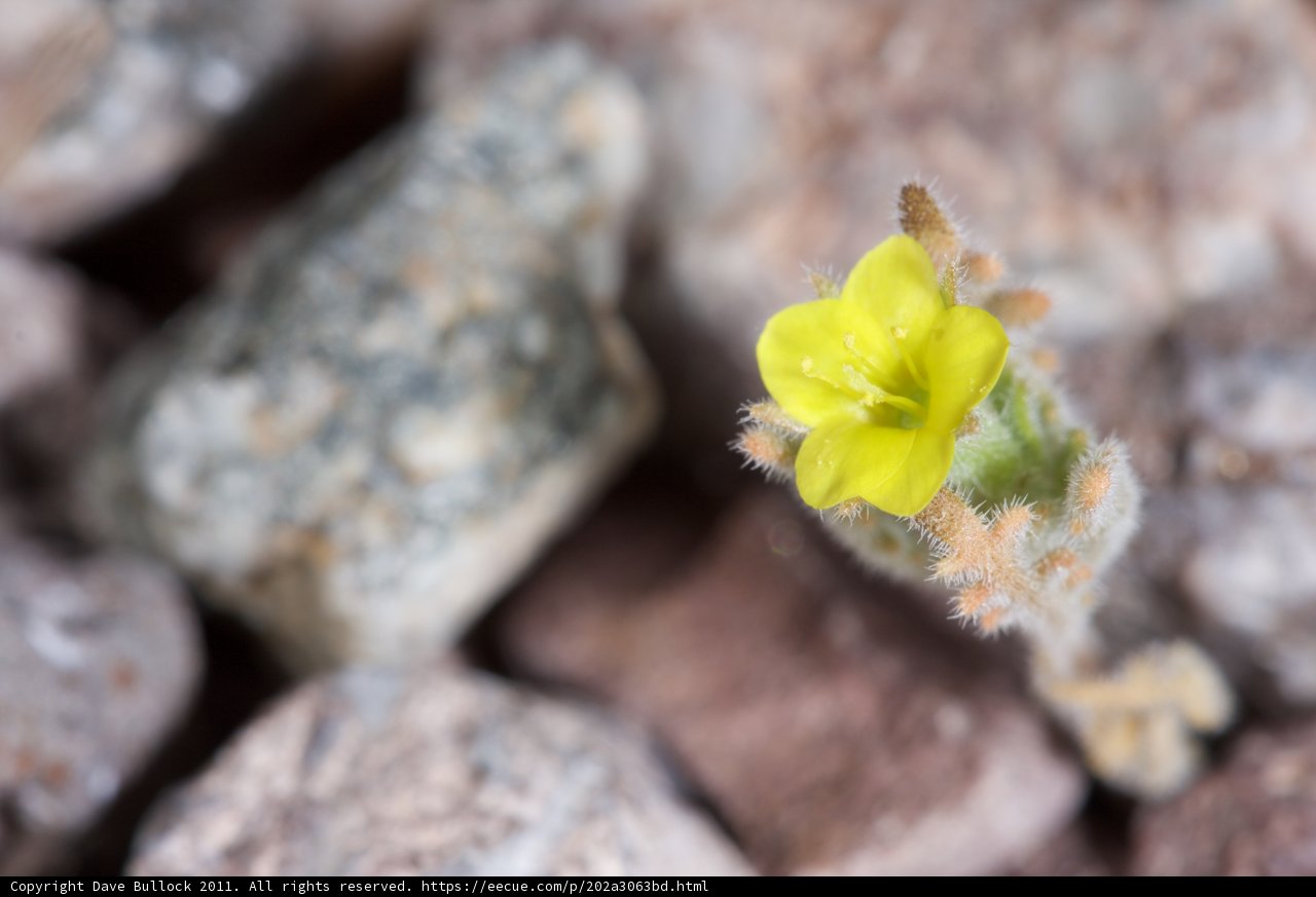 Resilient Geranium