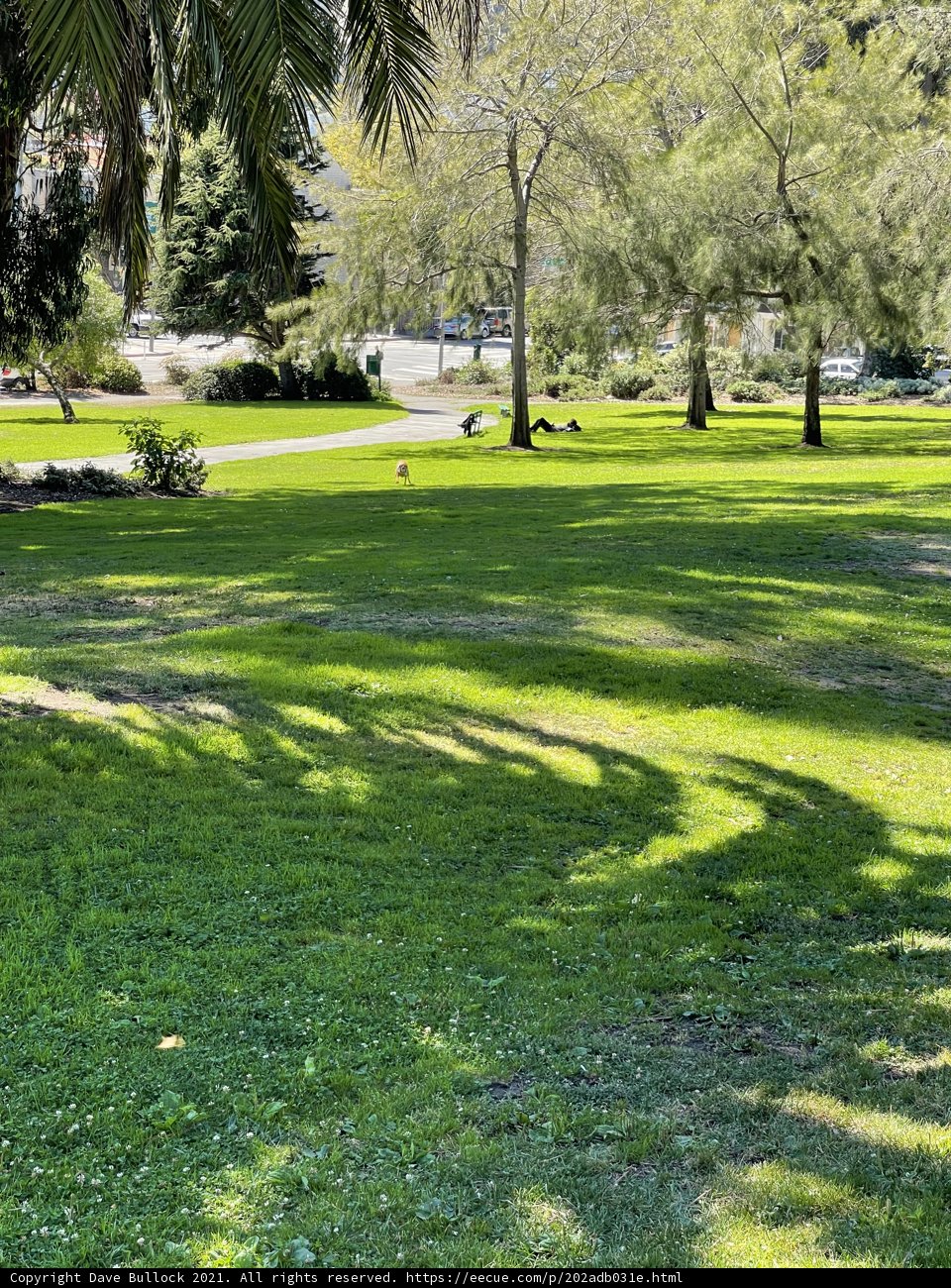 Nature's Playground: A Peaceful Day at Jefferson Square