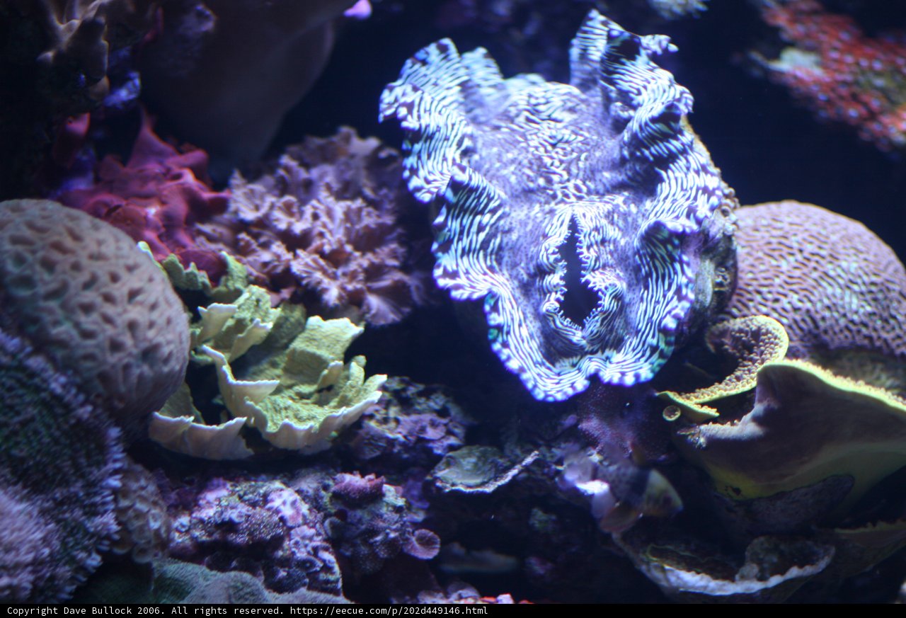 A Vibrant Underwater World
