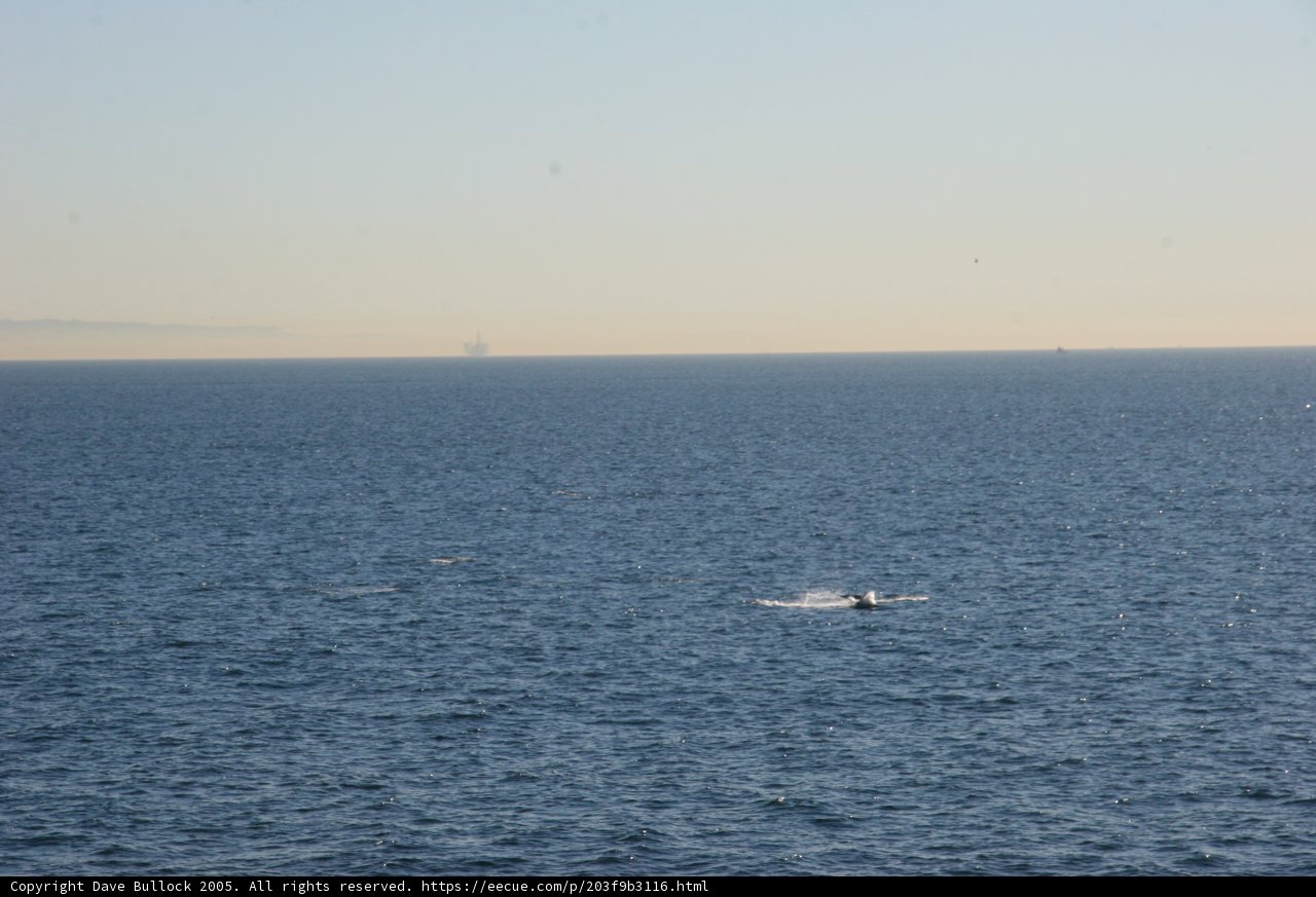 Majestic Whale Swimming in the Open Ocean