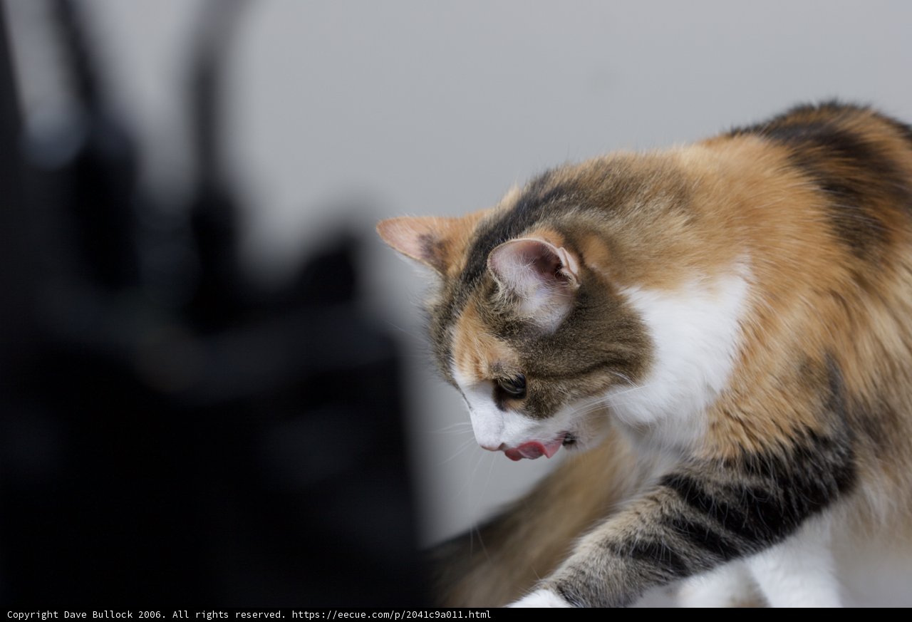 Purrfectly Groomed
