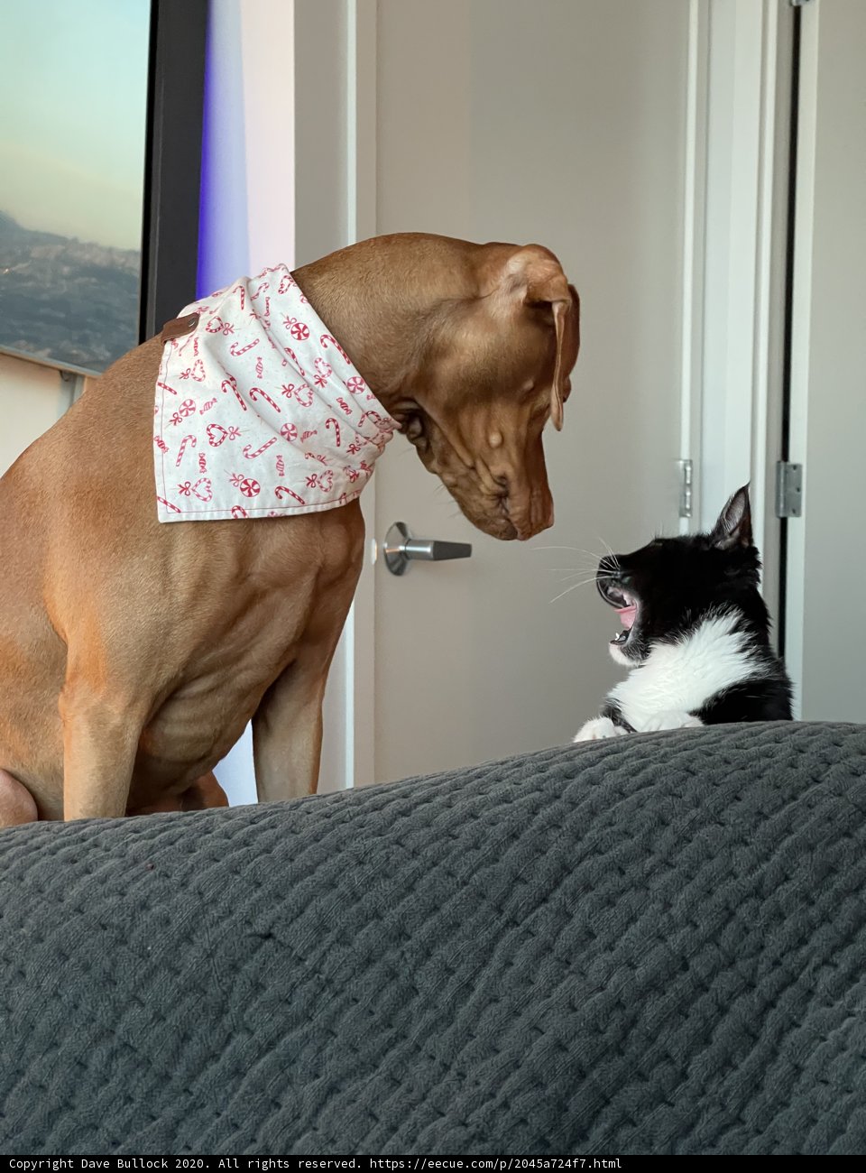 Playful Pals