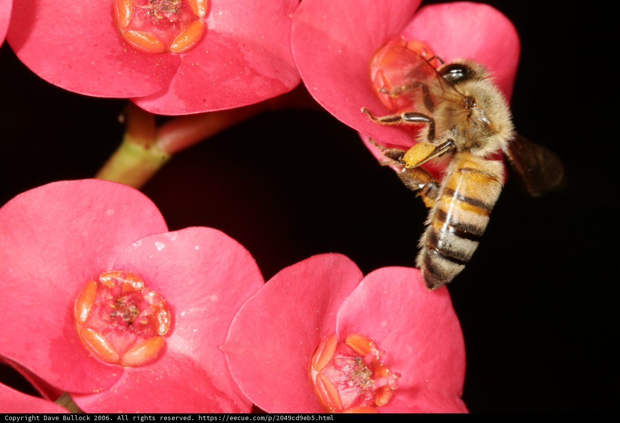 Busy Bee on a Pink Geranium