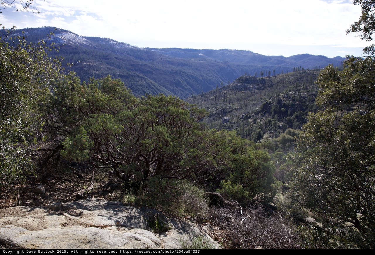 Mountain Valley Vista Through Evergreen Forest